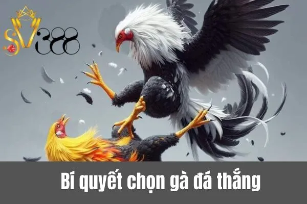 Đá Gà Thắng Cược