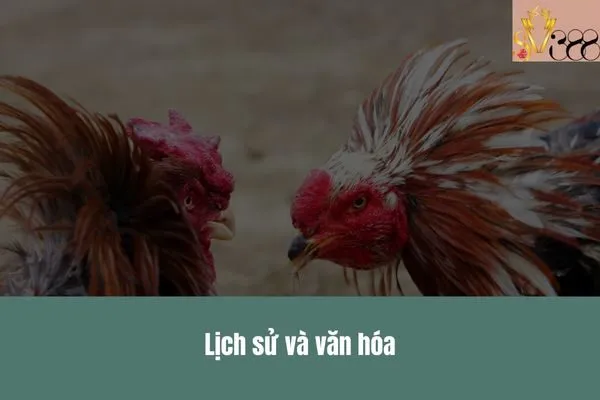 Đá gà đỉnh cao