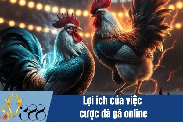 Cược đá gà online: Cơ hội kiếm tiền hấp dẫn và giải trí đỉnh cao