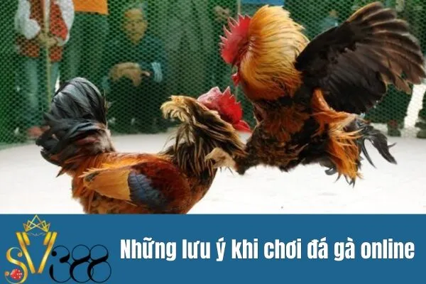 Đá gà uy tín
