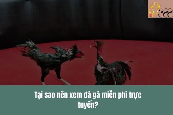 Xem đá gà miễn phí