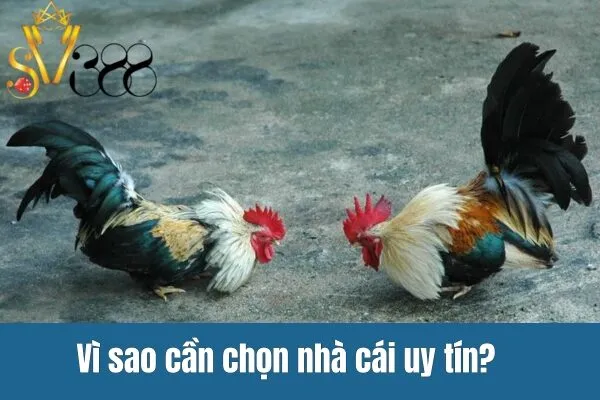 Đá gà uy tín