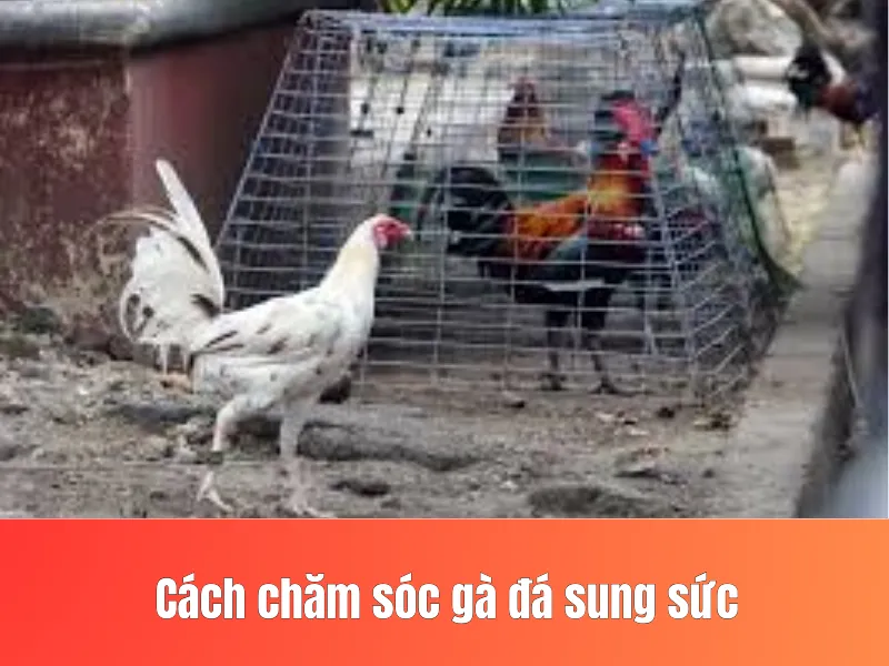 chăm sóc gà đá