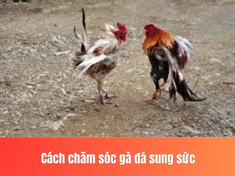 chăm sóc gà đá