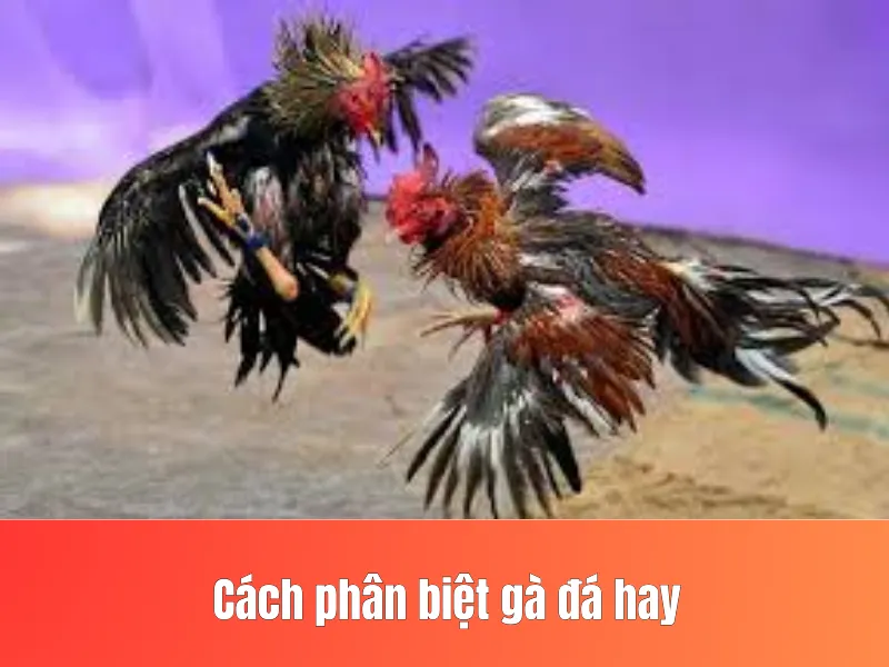 gà đá hay