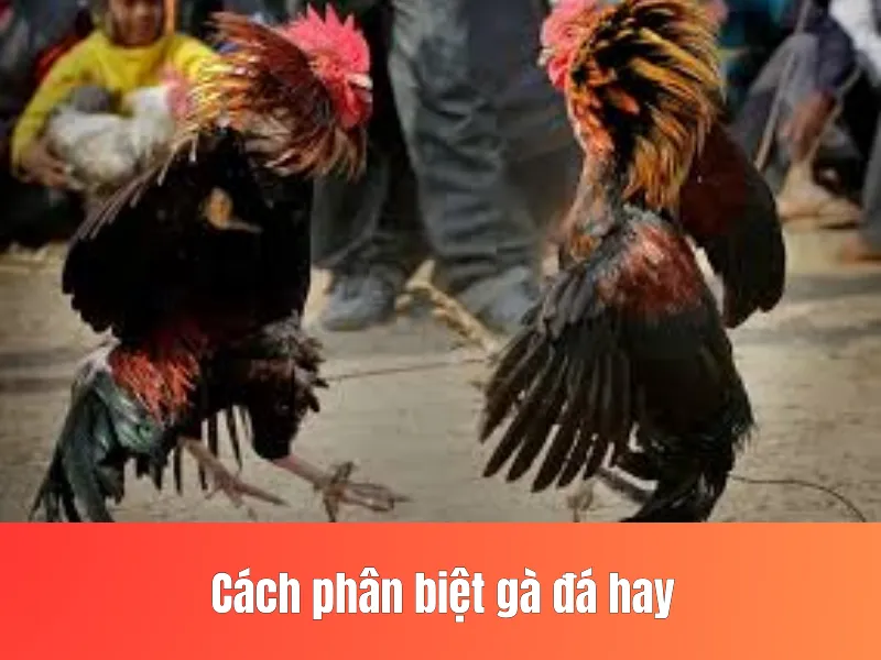 gà đá hay