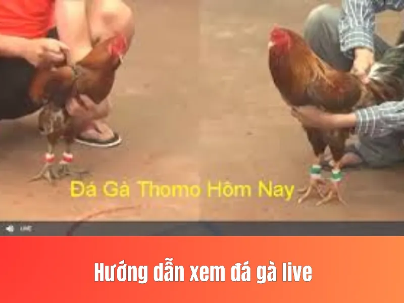 đá gà live