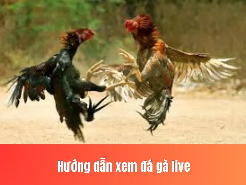 đá gà live