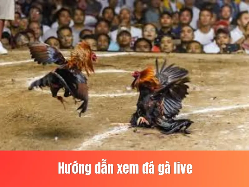 đá gà live