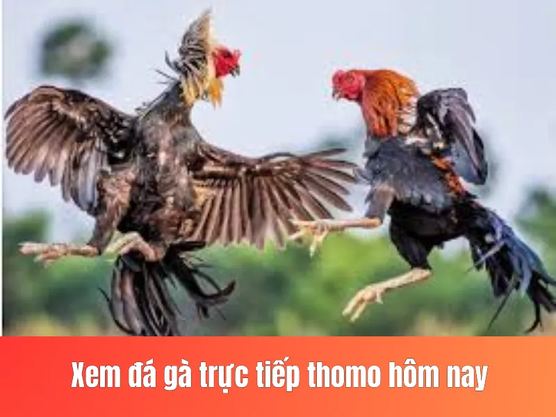 đá gà trực tiếp
