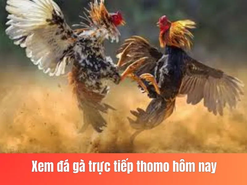 đá gà trực tiếp