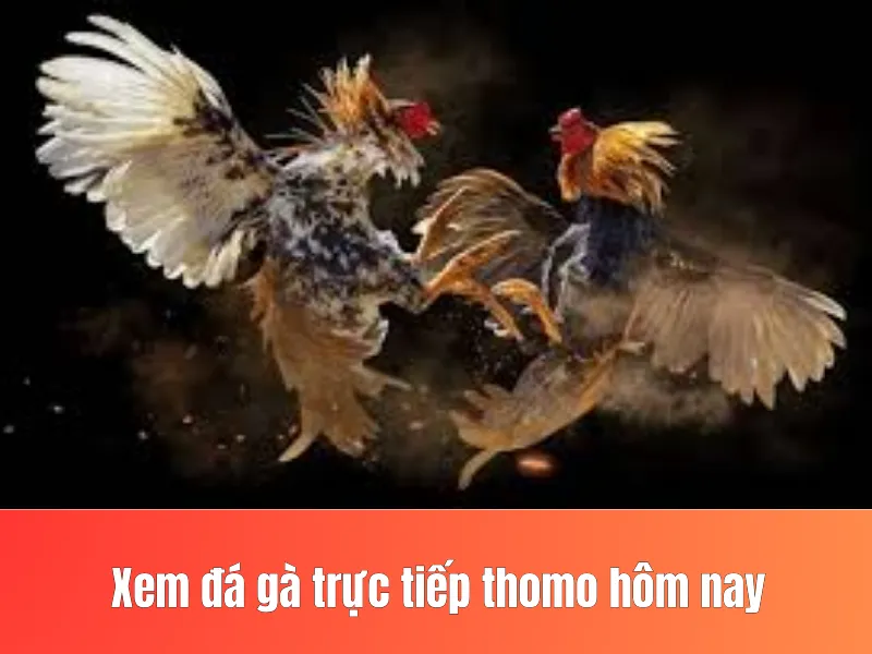đá gà trực tiếp
